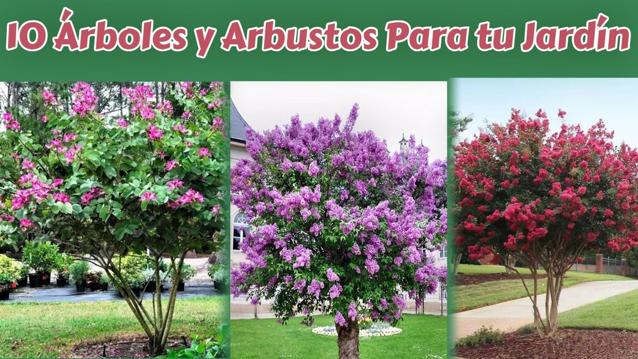 arbol con flores rosas como se llama
