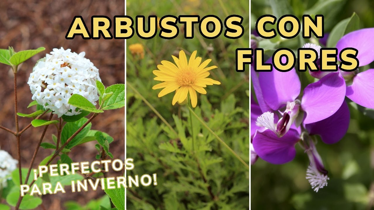arbustos con flores resistentes al frio