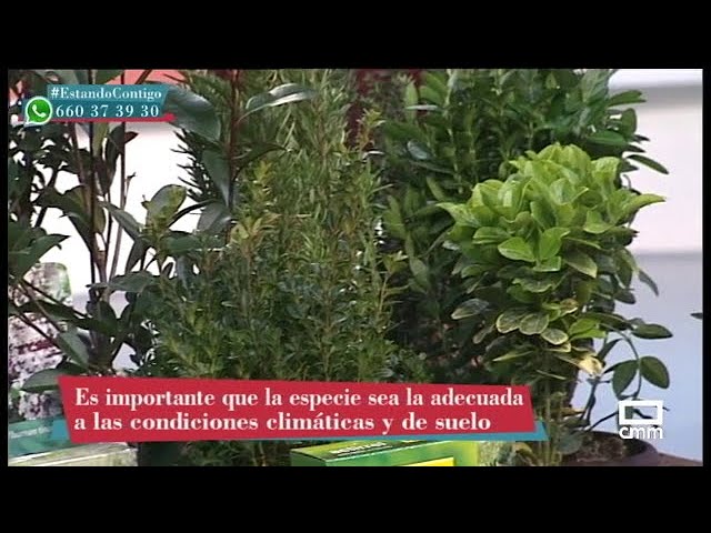 arbustos de jardin de hoja perenne