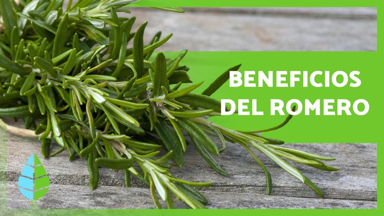 beneficios del romero para el pelo