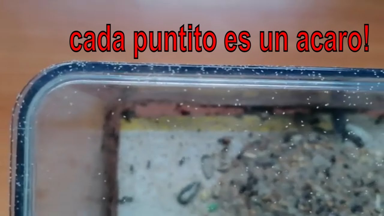 bichitos blancos muy pequeños en casa