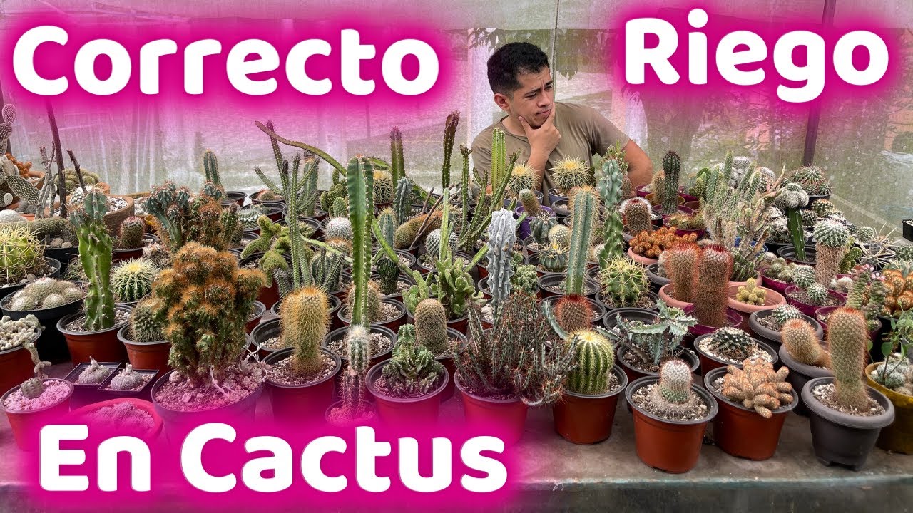 cada cuanto se riegan los cactus