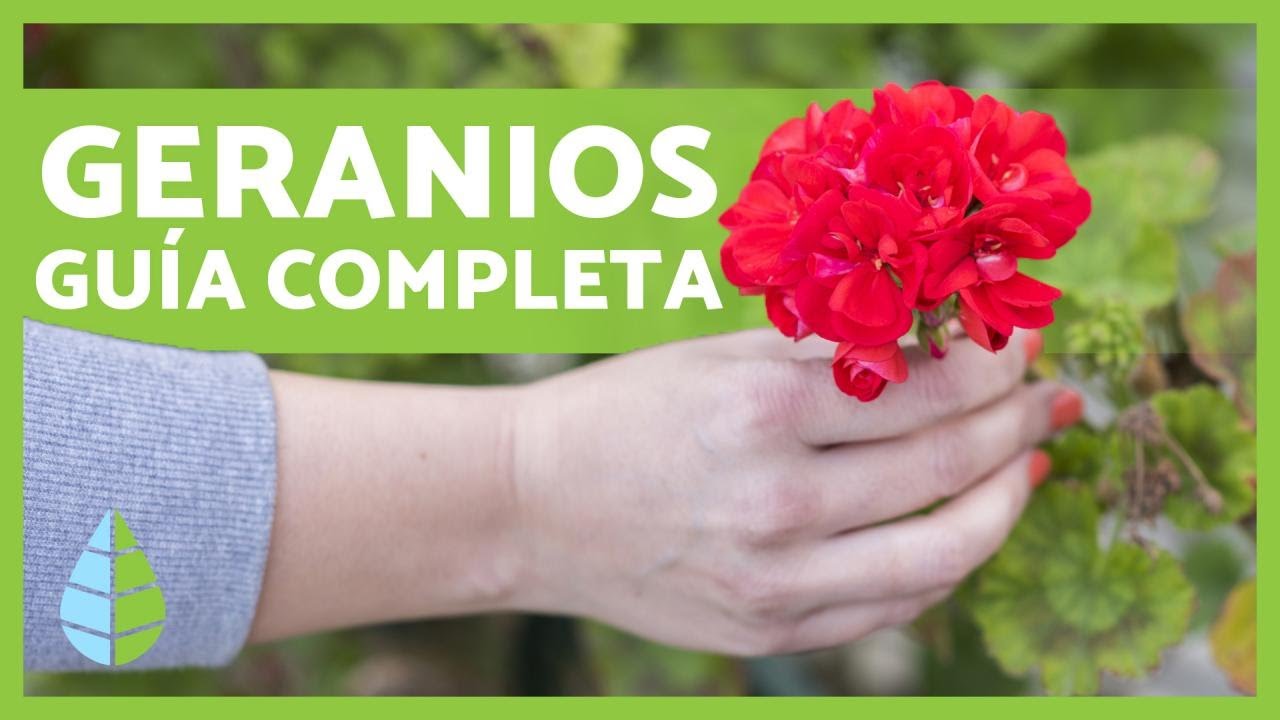 cada cuanto se riegan los geranios