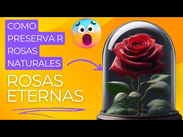 como conservar una flor para siempre