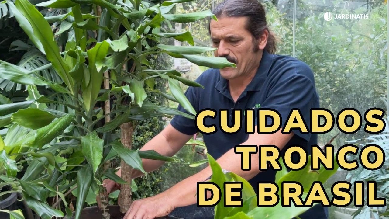 como cuidar un tronco de brasil