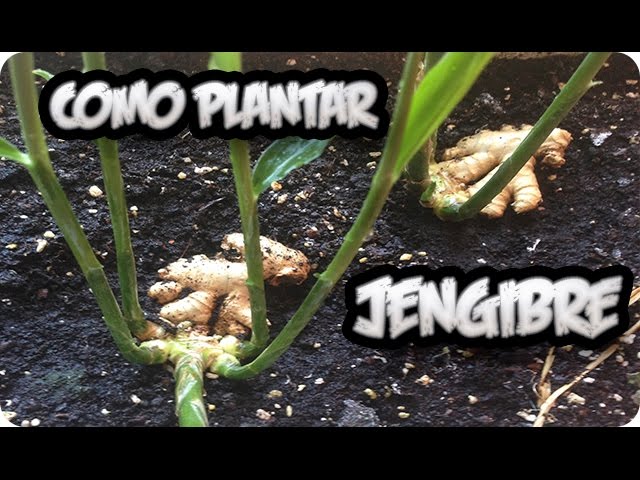 como plantar jengibre en el huerto