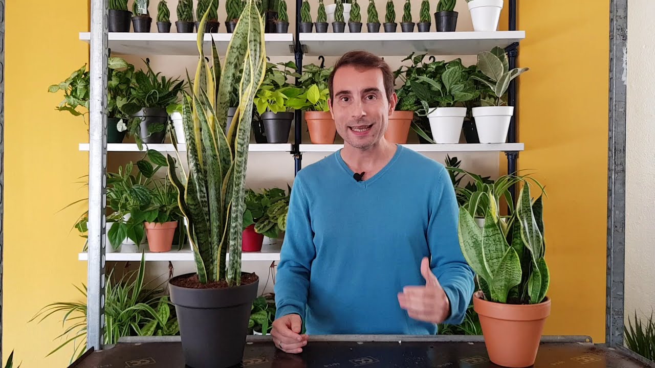 como regar la lengua de suegra