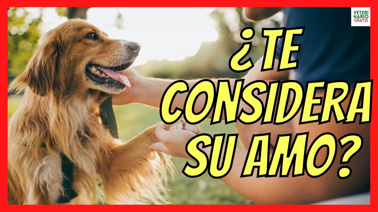 como saber si mi perro me considera su amo