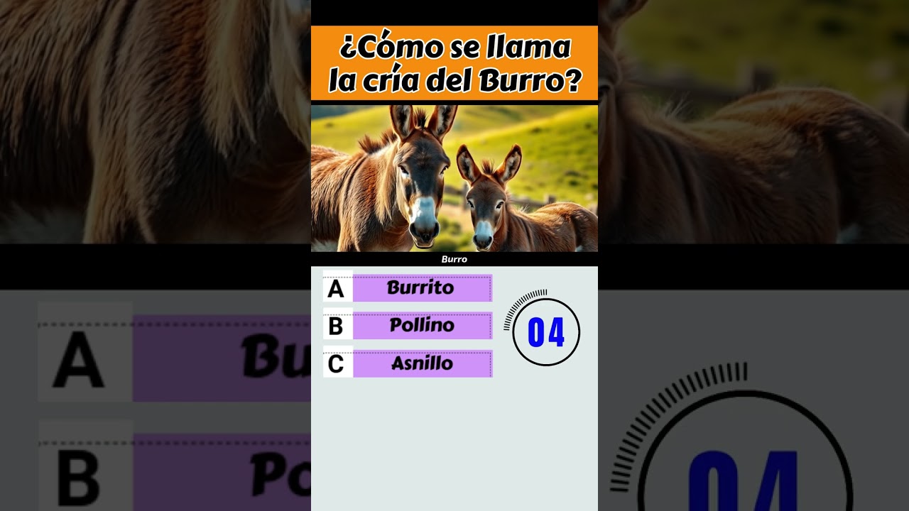como se llama la cria del burro