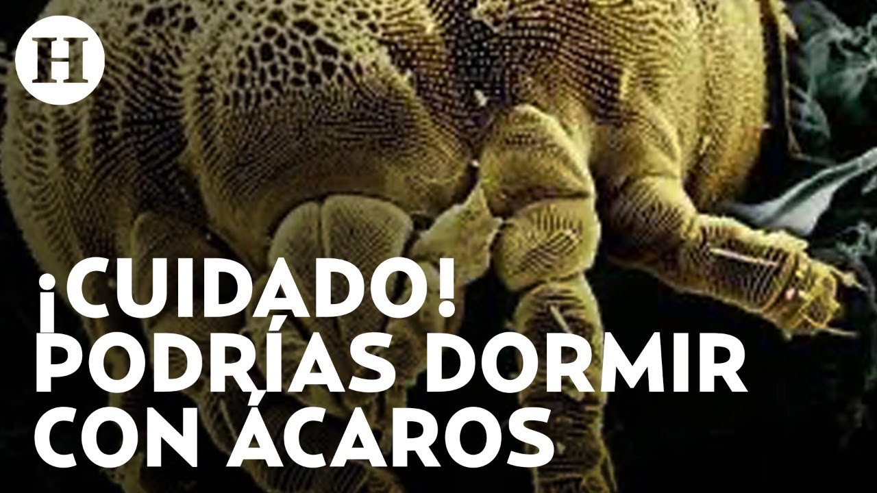 como son los acaros en la cama