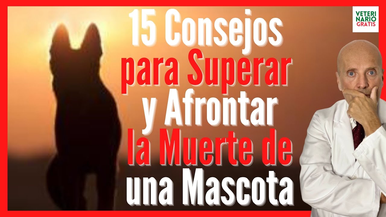 como superar la perdida de una mascota