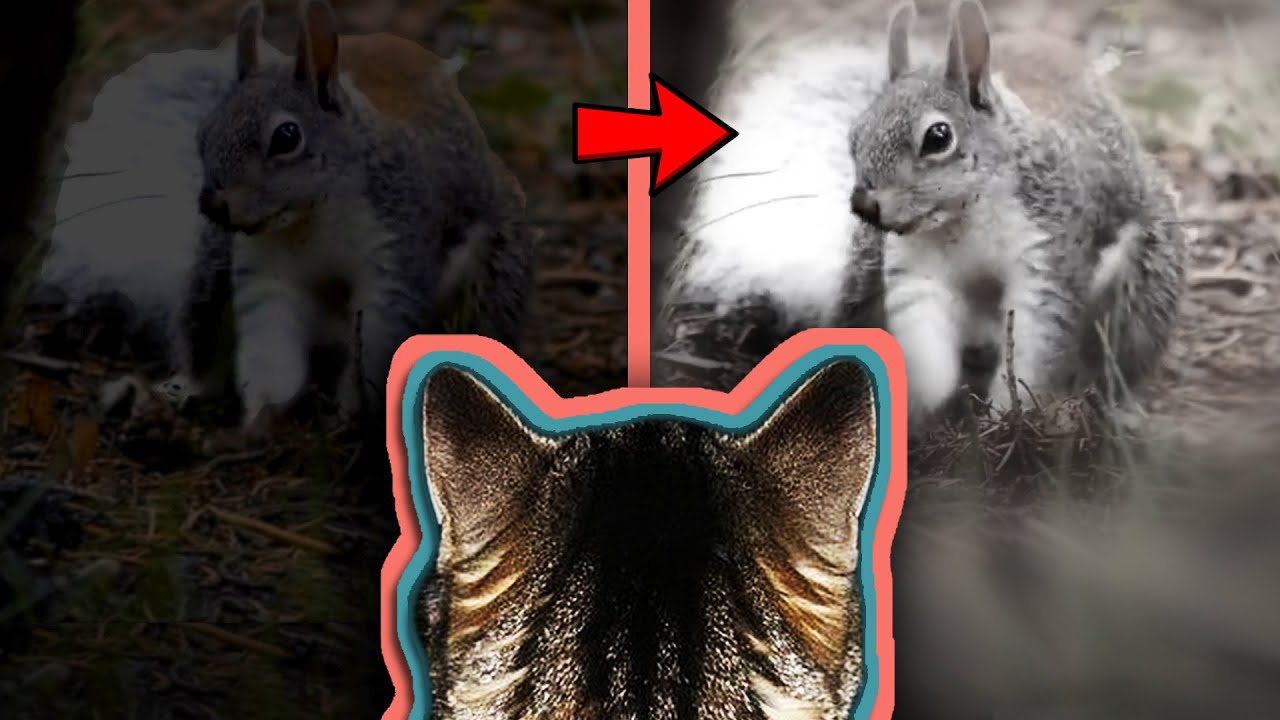 como ven los gatos de noche