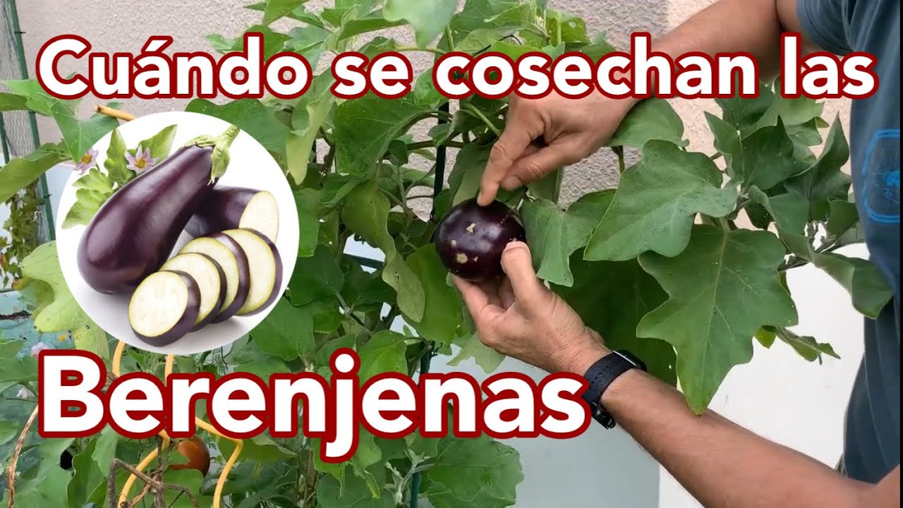 cuando es el tiempo de la berenjena