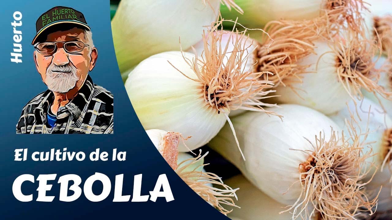 cuando se plantan las cebollas dulces