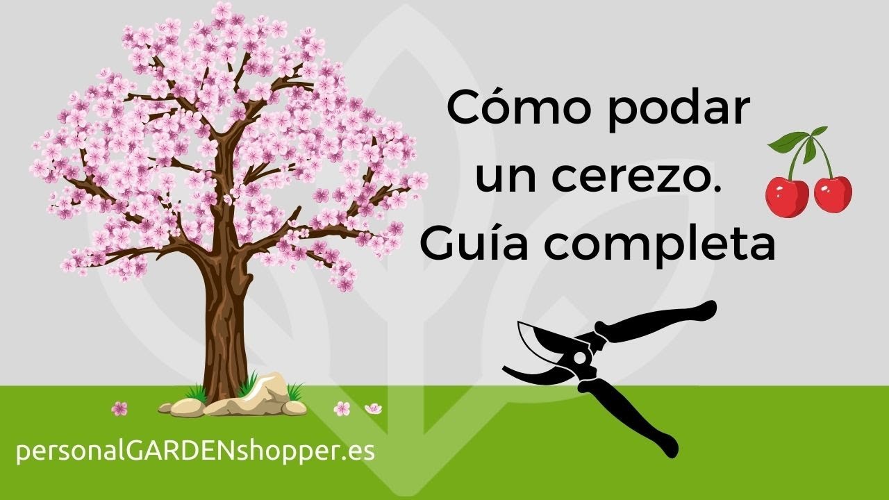 cuando se puede podar un cerezo