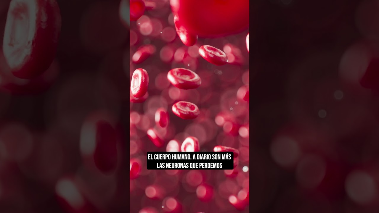 cuanto puede llegar a medir una neurona