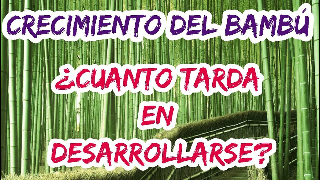 cuanto tarda en crecer el bambu