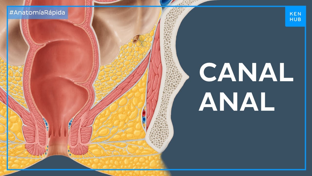 cuantos esfinteres tiene el cuerpo humano