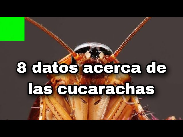 cuantos huevos pone una cucaracha al día