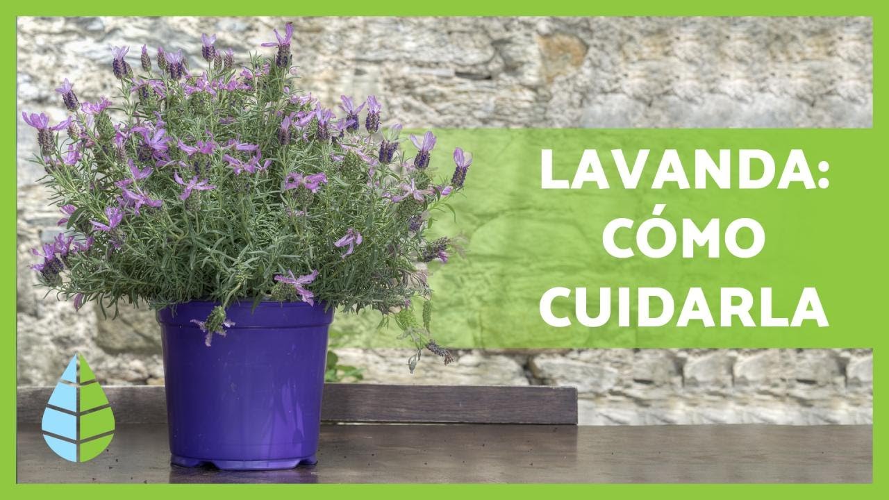 cuidados de la lavanda en macetas