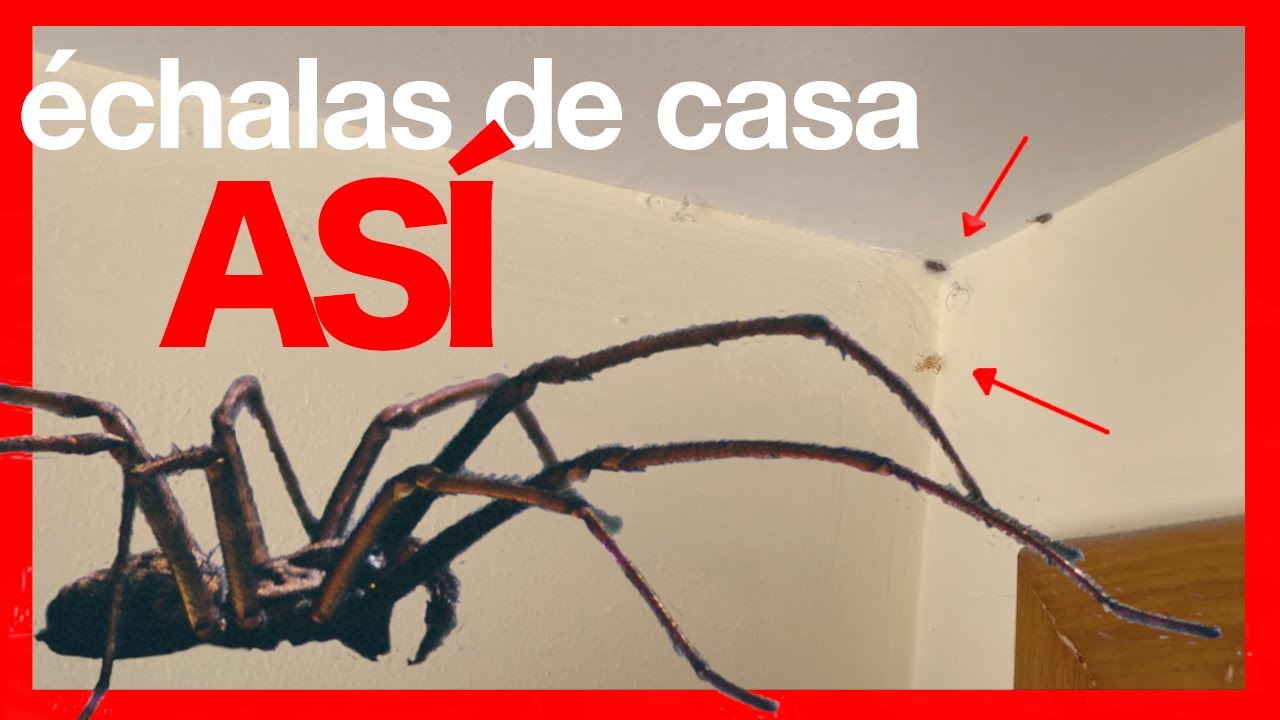 de donde salen las arañas en casa