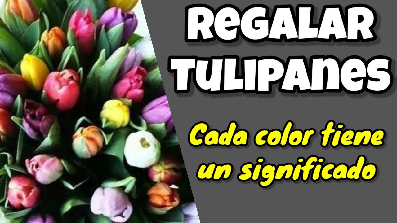 de qué colores son los tulipanes
