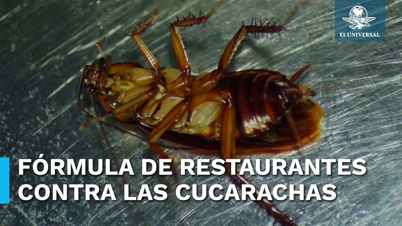 el mejor producto para eliminar cucarachas