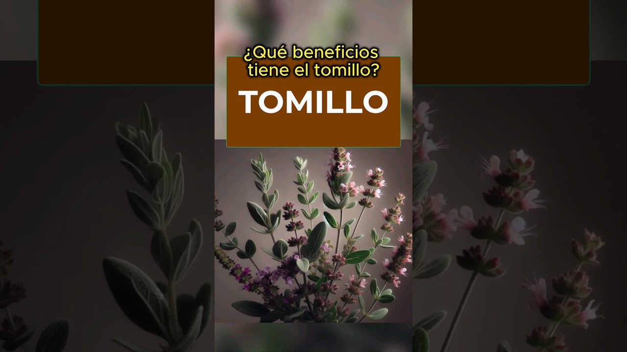 el tomillo es bueno para la tos