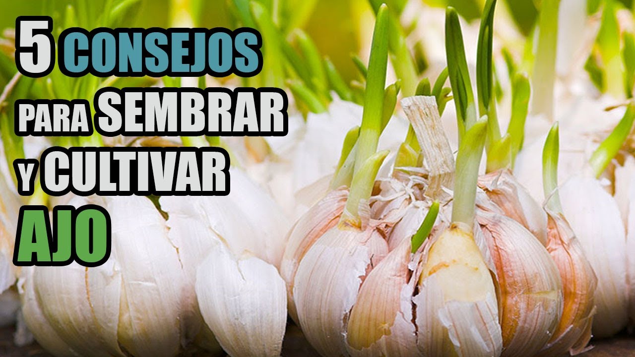 en qué mes se siembran los ajos