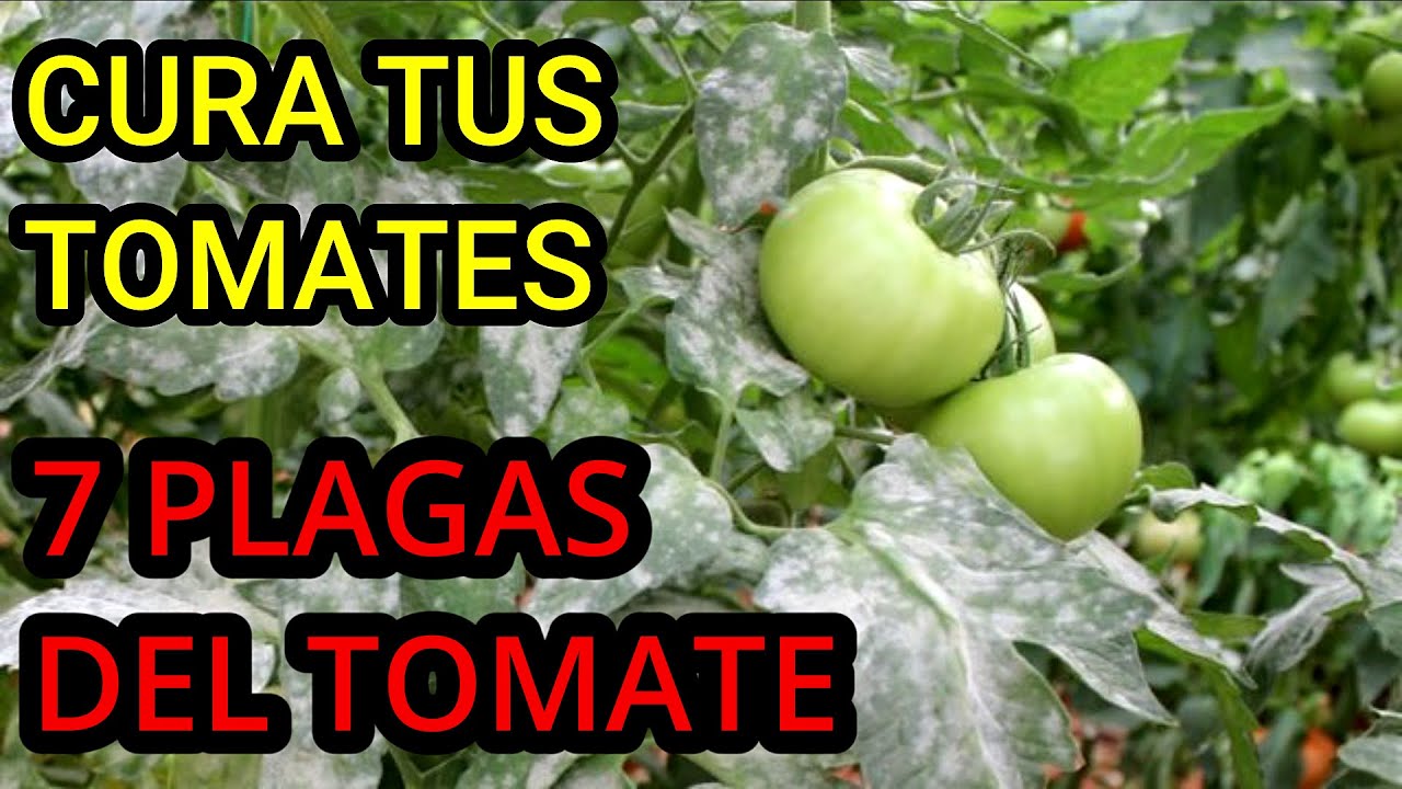 enfermedades del tomate y como combatirlas