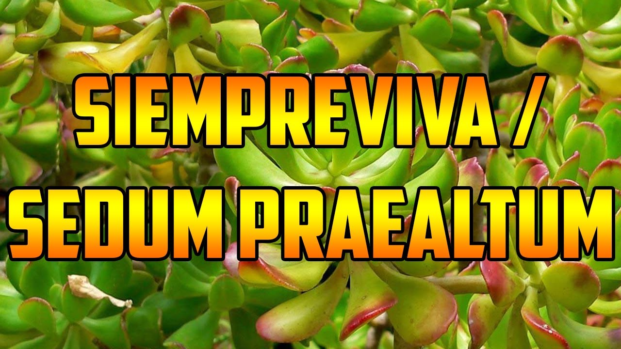 flor siempre viva para que sirve