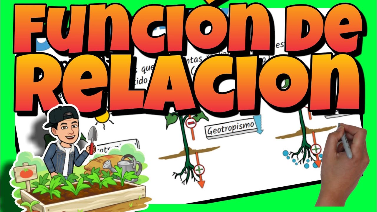 funcion de relacion en las plantas