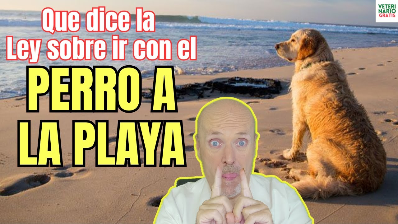 hasta cuando pueden ir los perros a la playa