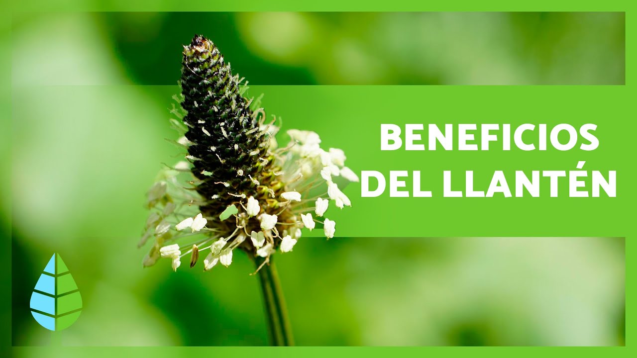 infusión de llantén para que sirve