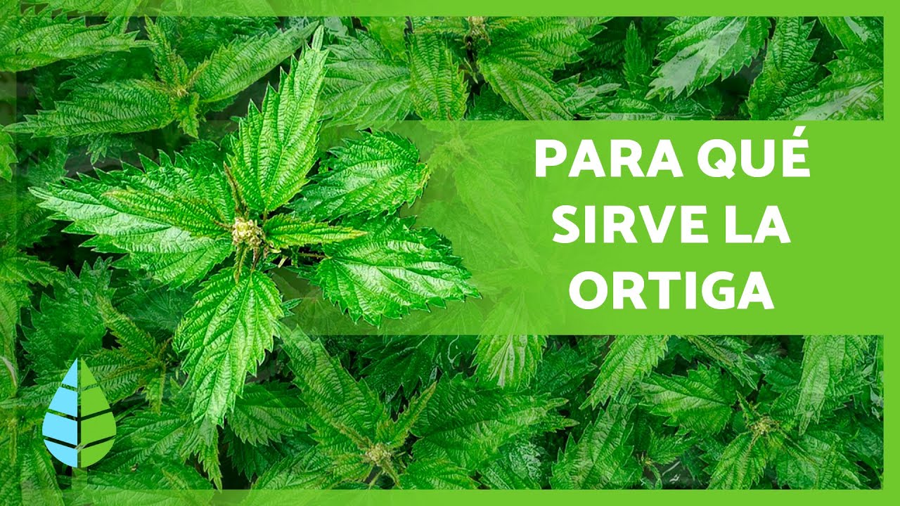 infusión de ortiga para qué sirve