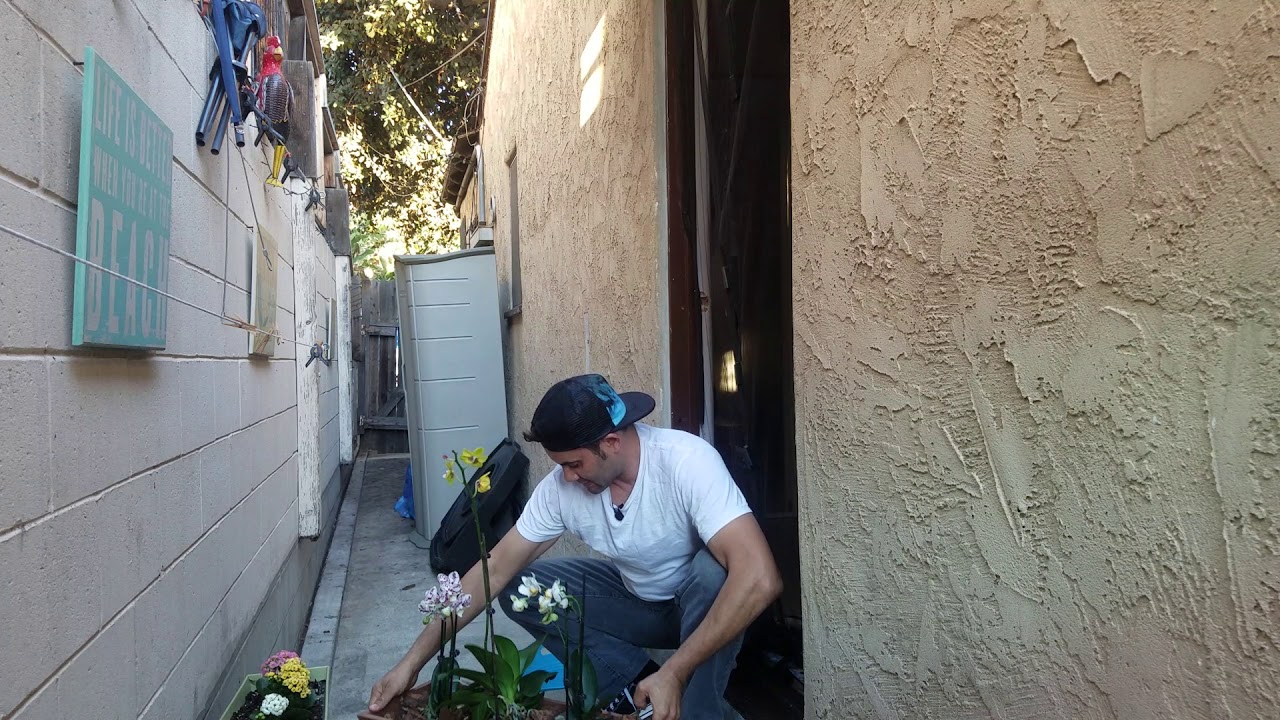 las orquideas son de interior o exterior