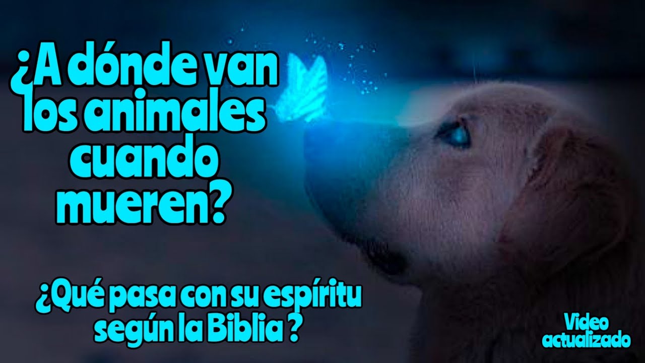 los animales también van al cielo