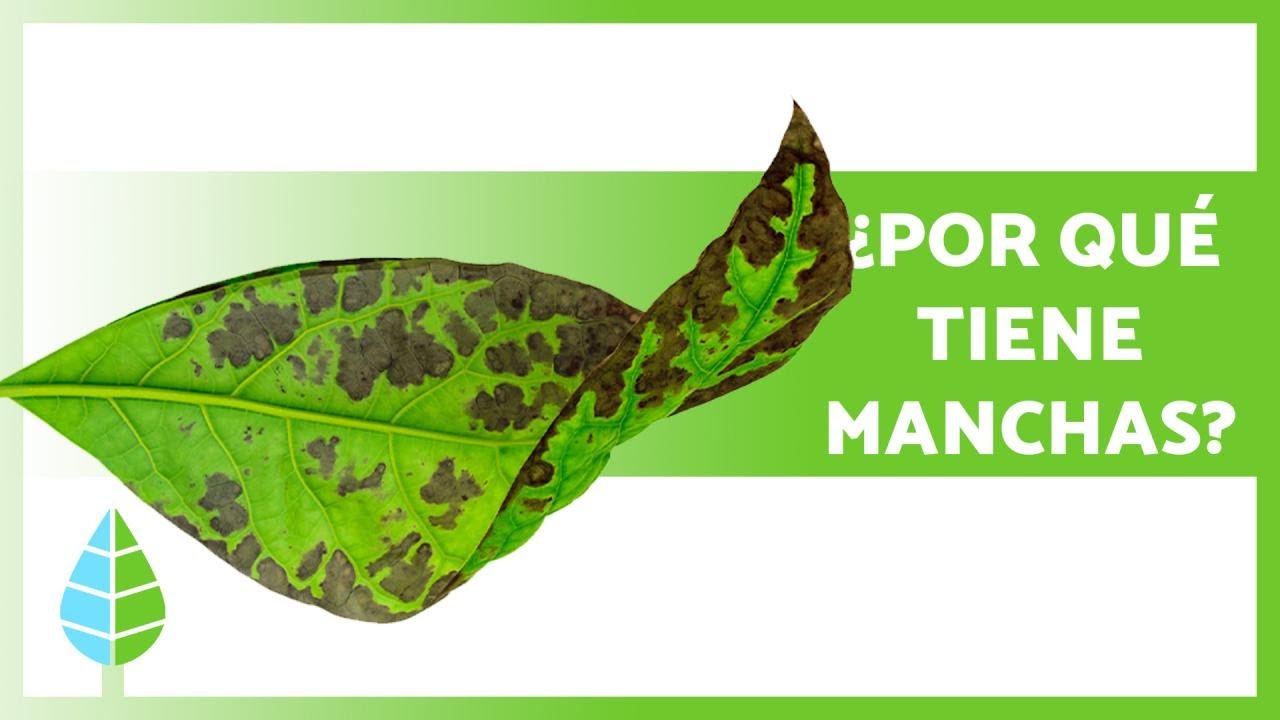 manchas en las hojas de las plantas