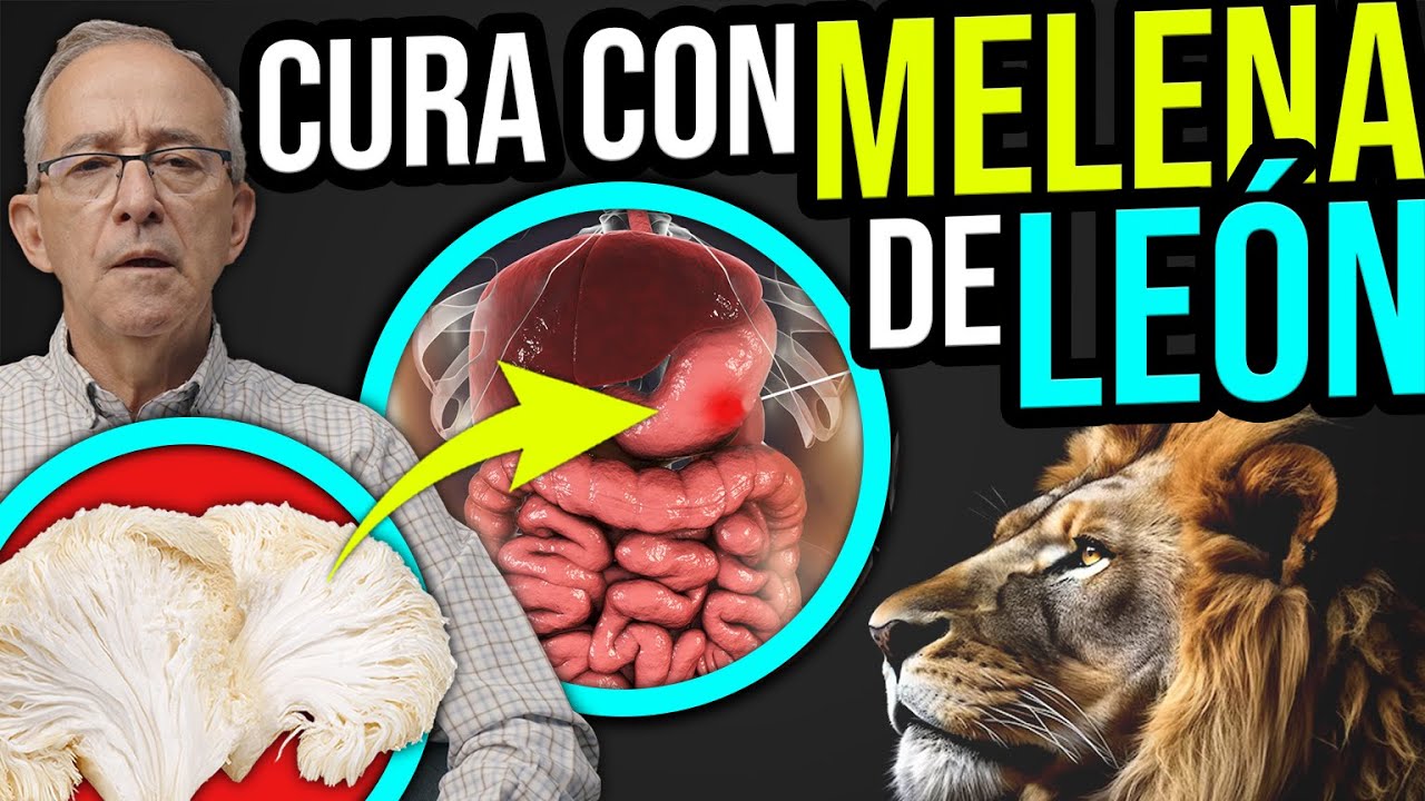 melena de león beneficios y contraindicaciones