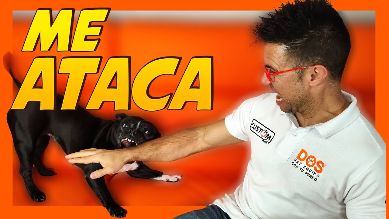 mi perro se vuelve loco y me muerde