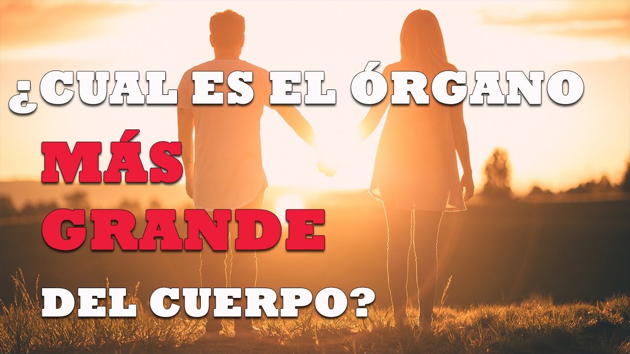 organo mas grande del cuerpo humano