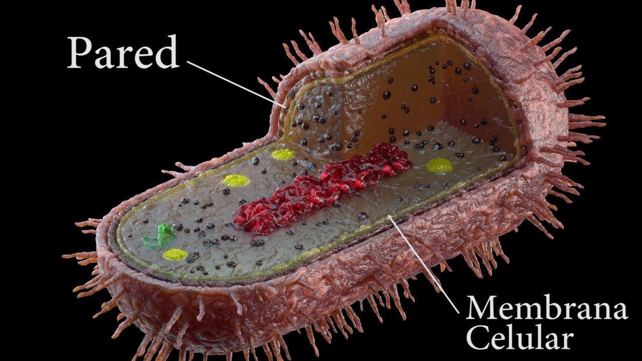 para q sirve la pared celular