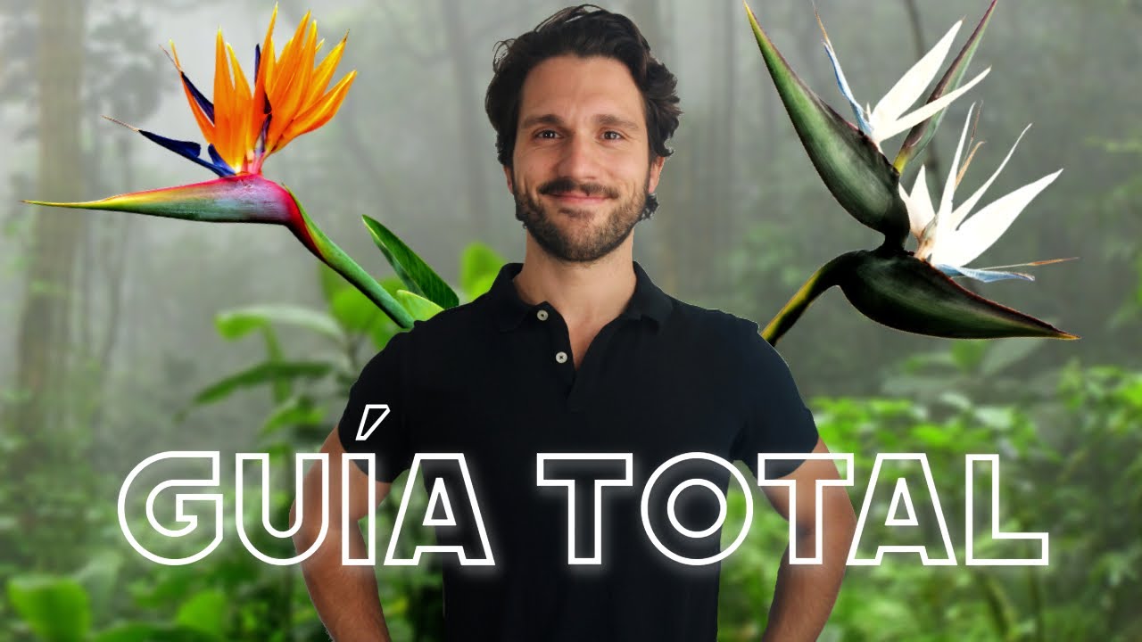 planta ave del paraíso en maceta cuidados