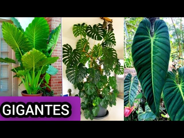 plantas de hojas grandes y verdes de interior