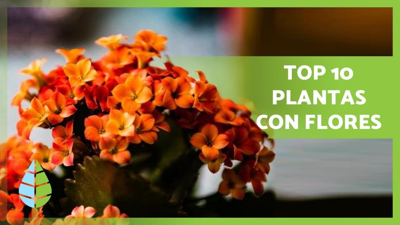 plantas de interior con flor resistentes