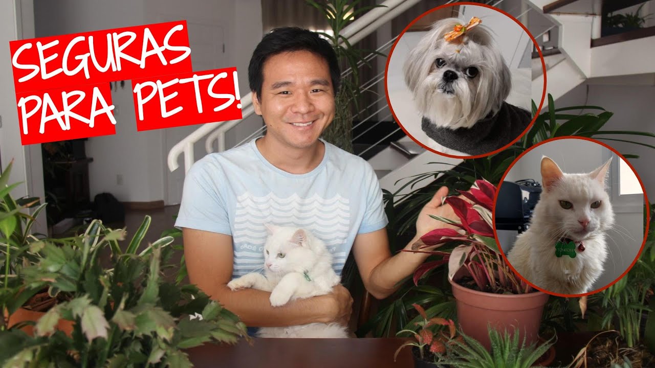 plantas de interior no toxicas para gatos