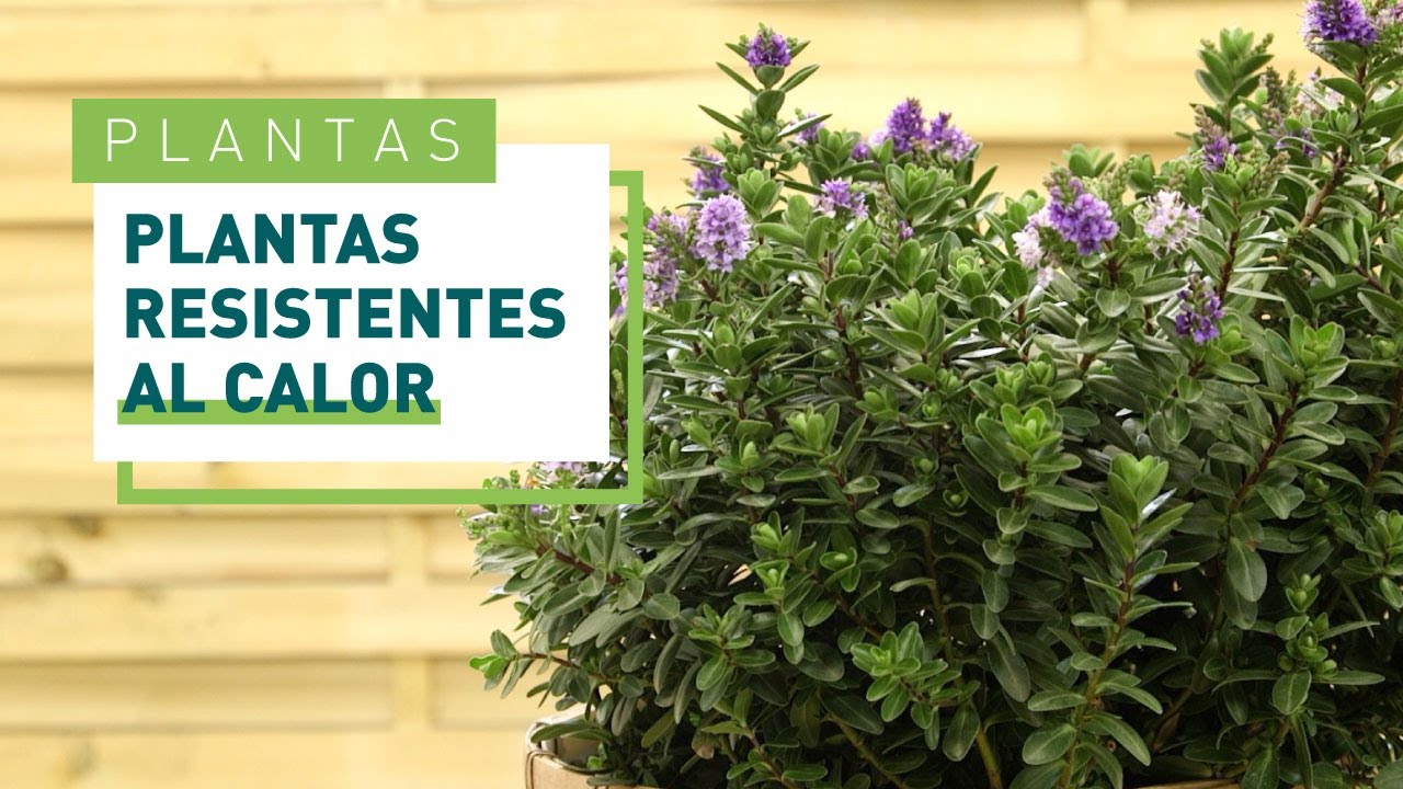 plantas exterior resistentes todo el año