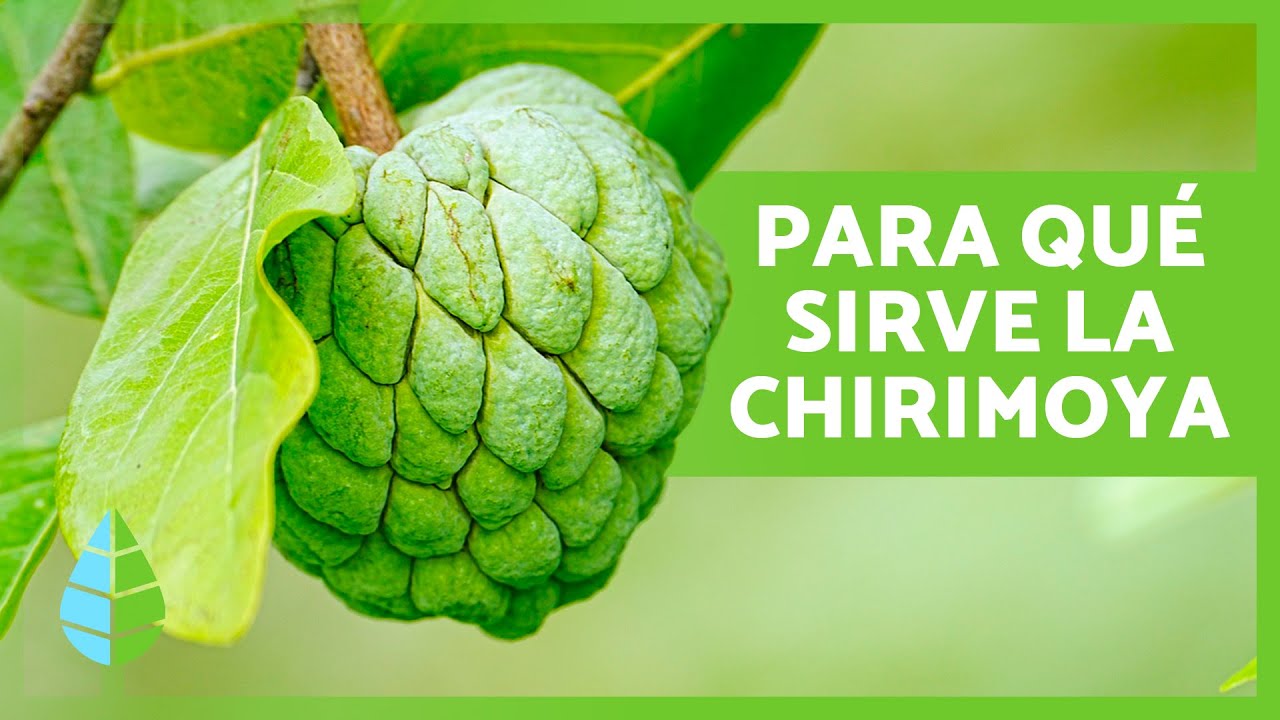 propiedades de la chirimoya para la salud
