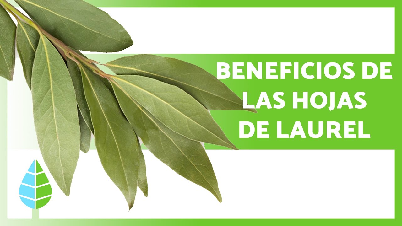 propiedades de la hojas de laurel