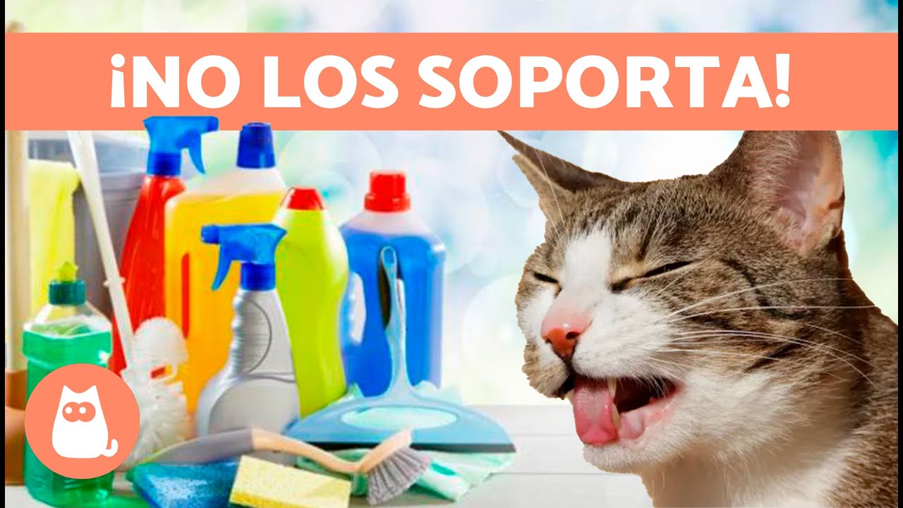 q olores no le gustan a los gatos
